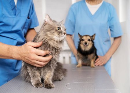 Castração de cães e gatos passa a seguir novas normas; veja quais