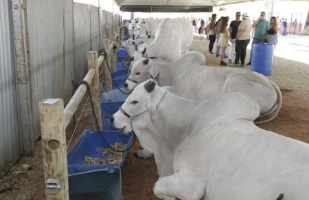Pecuária baiana começa 2026 com recorde na produção de leite aponta IBGE