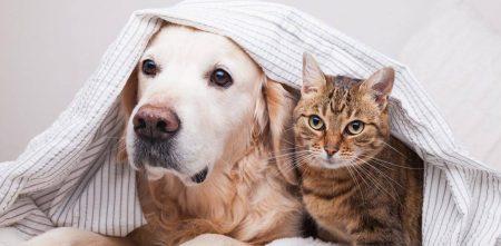 Tatuagens e piercings em pets são proibidos por lei aprovada no Senado
