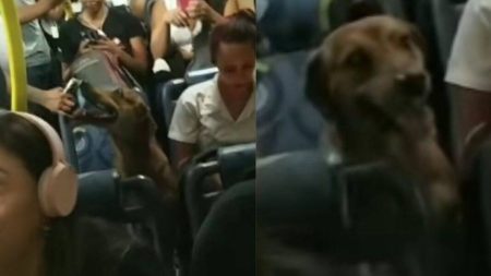 Vídeo: Cachorro caramelo passeia de ônibus em Belo Horizonte