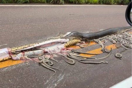 VÍDEO: Sucuri grávida atropelada em rodovia de Mato Grosso ejeta 40 filhotes