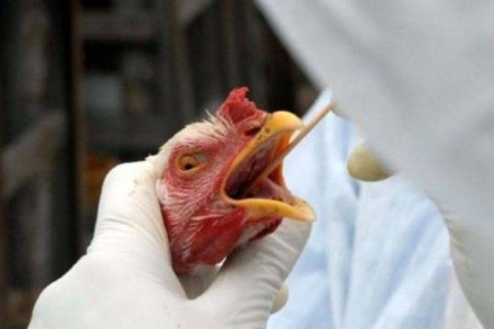 Brasil tem 12 casos suspeitos de gripe aviária sob investigação
