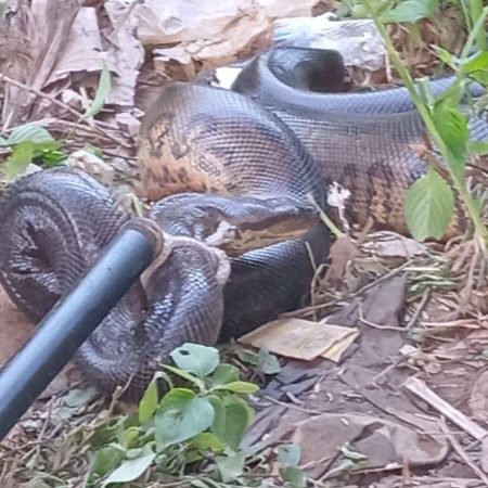 Polícia resgata sucuri em Mussurunga e apreende animal selvagem em área urbana