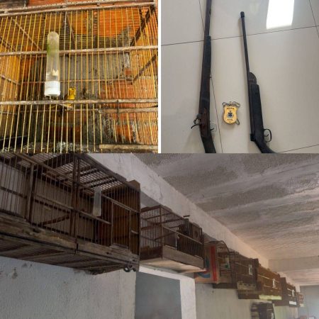 Sobrinha acusa tio de violência doméstica; tio é autuado por posse de arma e caça ilegal em Santo Estêvão