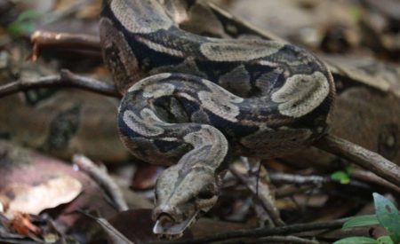 Cetas do Inema recebe 74 animais silvestres durante o Carnaval