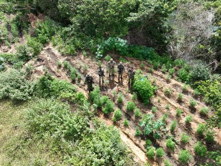 Polícia Militar erradica mais de 20 mil pés de maconha em Curaçá