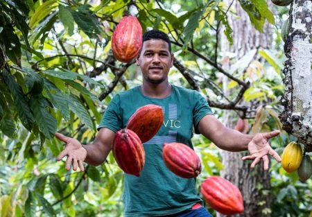 Cacau da agricultura familiar ganha protagonismo na Bahia e impulsiona desenvolvimento rural