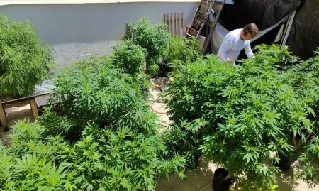 Anvisa anuncia consulta pública para revisar regras sobre produtos à base de cannabis