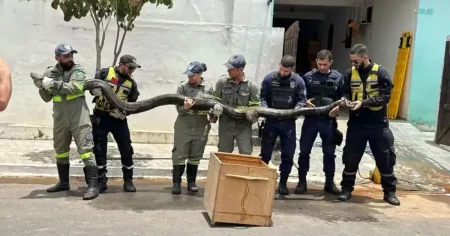 Sucuri de quase 5 metros é capturada próximo a rede de esgoto em Euclides da Cunha
