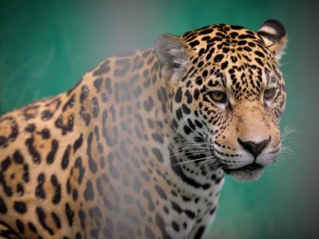 Projeto de lei propõe restrições à importação e exportação de animais silvestres
