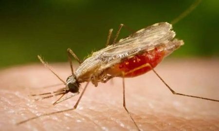 Falta de diagnóstico adequado é obstáculo para eliminar a malária no Brasil