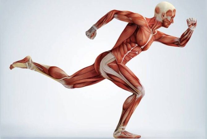 estrutura muscular