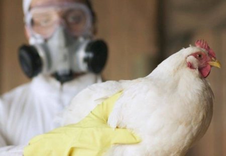 Brasil se declara livre de gripe aviária após 28 dias sem novos casos em granjas