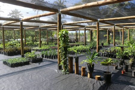 Village Itaparica promove Semana do Meio Ambiente com inauguração de viveiro e centro de reciclagem