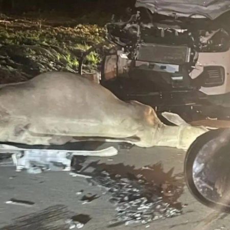 Carro fica destruído após atingir boi em avenida movimentada de Feira de Santana