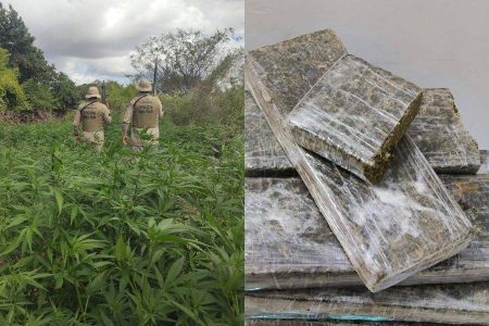 PM erradica roça com 5.400 pés de maconha e apreende quase 10 kg da droga na Bahia