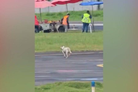 Cachorro invade pista e obriga avião a adiar pouso em Ilhéus