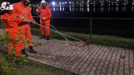 Jacaré é resgatado por bombeiros em Feira de Santana