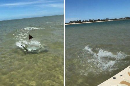 VÍDEO: Arraia impressiona ao “saltar sobre a água” em fuga de tubarão-martelo