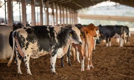 Lotes da vacina Excell 10 pode ter provocado a morte de quase 200 animais