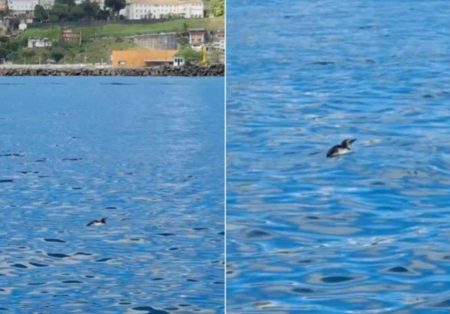 Visitante inusitado: pinguim aparece em praia de Salvador e surpreende banhistas; veja o momento