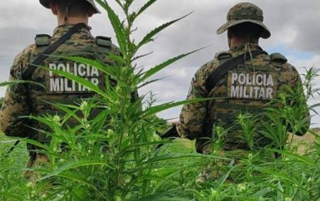 Polícia erradica mais de 11 mil pés de maconha no norte da Bahia