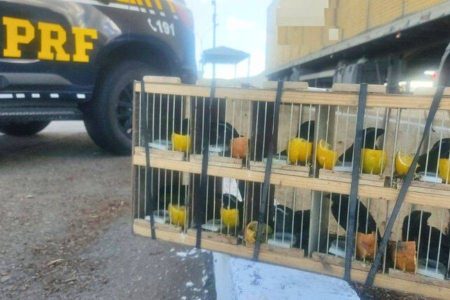 PRF resgata 60 aves silvestres e apreende ‘rebites’ em caminhão na Bahia