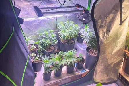 Passa por audiência de custódia preso por cultivo de maconha no Rio Vermelho