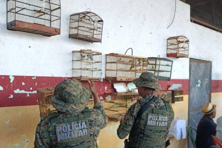 Polícia resgata mais de 70 aves em operação contra tráfico de animais