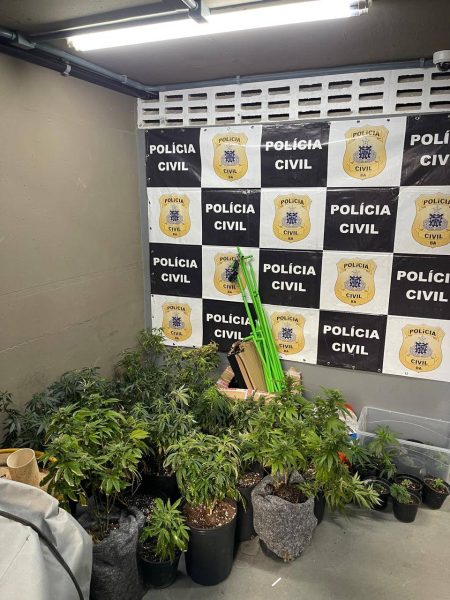 Polícia descobre estufas com pés de maconha dentro de apartamento em Salvador