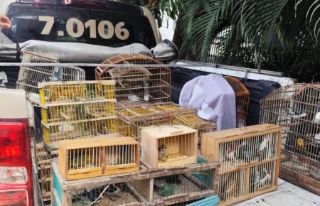 COPPA apreende mais de 270 aves silvestres em operações no Recôncavo Baiano