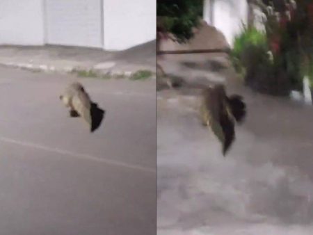 Jacaré é flagrado andando por rua de Santo Estêvão e surpreende moradores
