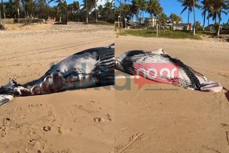 VÍDEO: Baleia-jubarte encalha em praia famosa de Salvador