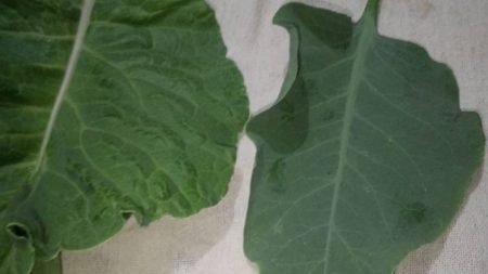 Mulher morre após consumir planta venenosa confundida com couve