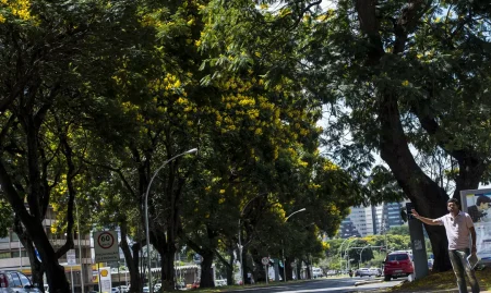 Governo lança Plano Nacional de Arborização Urbana durante a COP30