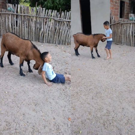 VÍDEO: Amizade inseparável: Menino de 7 anos tem bode de estimação como amigo