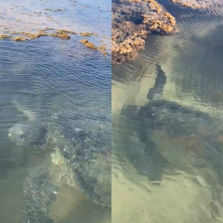 Tartaruga gigante é resgatada após ficar presa em piscina natural na Praia do Forte