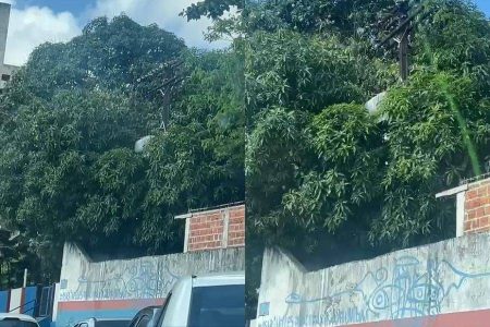 Transformador encoberto por galhos preocupa moradores do Cabula
