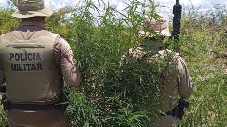 PM erradica 23 mil pés de maconha em área rural da Bahia