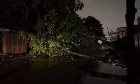 VÍDEO: Árvore de grande porte cai no Barbalho e interdita via após fortes chuvas
