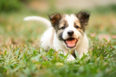 Veja as dez raças de cães mais inteligentes e obedientes do mundo
