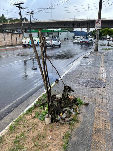 Prefeitura alerta para aumento de vandalismo contra mudas recém-plantadas em Salvador