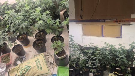 Policiais da Deam prendem homem por porte e cultivo de maconha na Lapinha