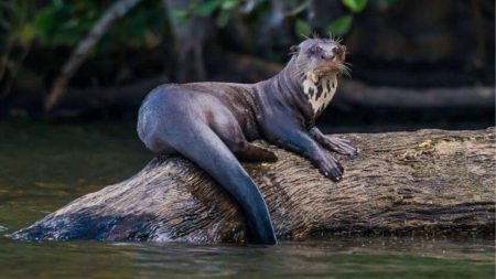 Ariranha-gigante volta a nadar nos rios da Argentina após 40 anos extinta