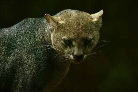 Zoo Noturno abre programação de férias no Parque Zoobotânico de Salvador