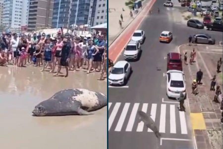 Elefante-marinho surpreende banhistas na orla de Tramandaí