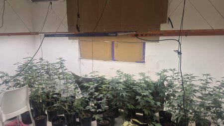 Estufa de maconha é descoberta em casa na Lapinha e morador é preso