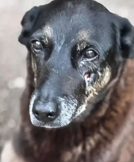 Adolescentes suspeitos de espancar cão Orelha retornam ao Brasil