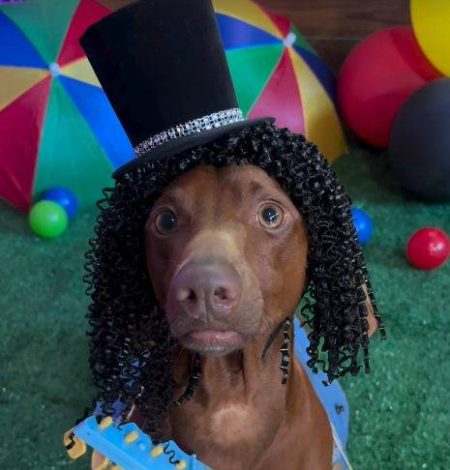 VÍDEO: “BloCão”: Concurso de fantasia de cachorro viraliza nas redes