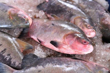 Projeto vai distribuir mais de 15 toneladas de peixe para famílias em situação de vulnerabilidade